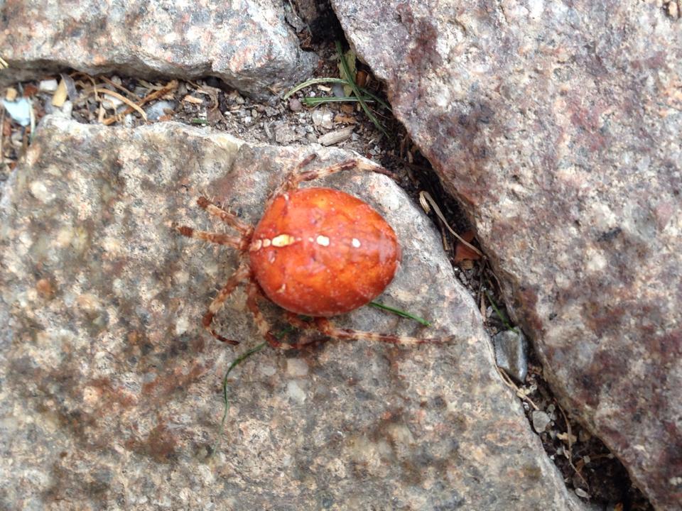 Araneus diadematus - Innsbruck